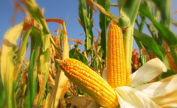 1 mld zł dla producentów kukurydzy. KE ma zatwierdzić pomoc w tym miesiącu