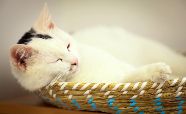 10-latek znęcał się nad kotem. Filmy publikował na Facebooku