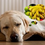 10 „ludzkich” pokarmów, które będą zdrowe dla psa
