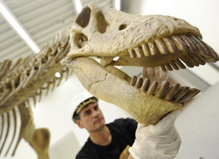 10 metrowy szkielet dinozaura z wystawy w Rosenheim, południowe Niemcy, 8 kwietnia 2009r. /AFP