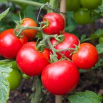 10 najlepszych odmian pomidorów. Odporne na choroby i pyszne w smaku