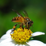 10 powodów, dla których powinniśmy chronić pszczoły miodne