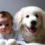 10 ras psów najlepszych dla rodziny