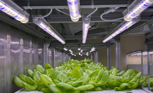 10 razy mniej wody i bez słońca. Pierwsze warzywa z kontenera