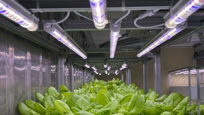 10 razy mniej wody i bez słońca. Pierwsze warzywa z kontenera