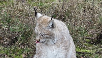 10 rysi rozpocznie życie "na własną łapę" w Zachodniopomorskiem