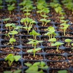 10 warzyw, które warto wysiać w marcu pod folią