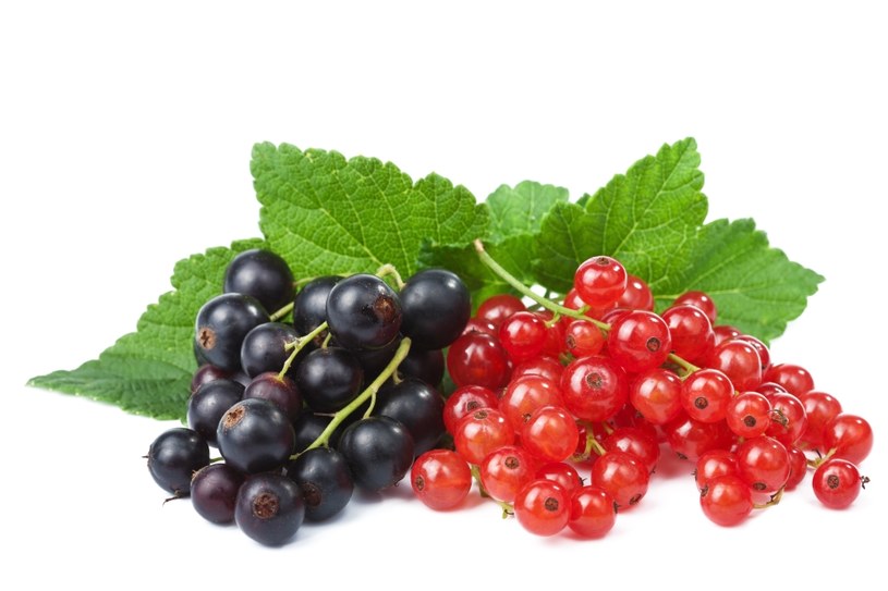 100 g czarnych porzeczek, czy innych owoców jagodowych, pokrywa prawie 260 proc. dziennego zapotrzebowania na witaminę C. /123RF/PICSEL
