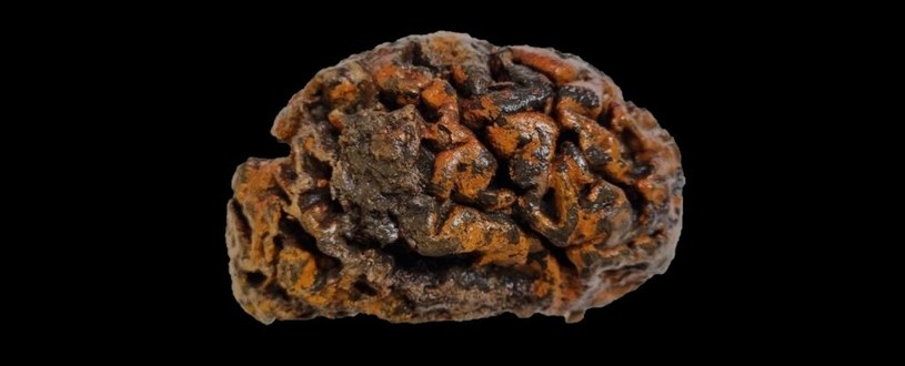 1000-letni ludzki mózg z Ypres w Belgii, zabarwiony na pomarańczowo tlenkiem żelaza /Alexandra L. Morton-Hayward /domena publiczna