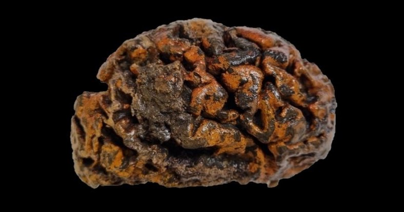 1000-letni ludzki mózg z Ypres w Belgii, zabarwiony na pomarańczowo tlenkiem żelaza /Alexandra L. Morton-Hayward /domena publiczna
