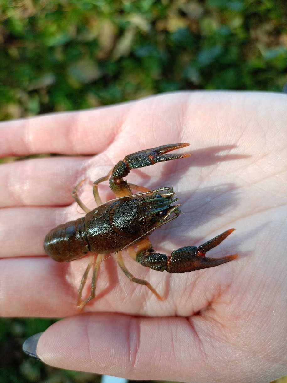 1000 raków wypuszczono do trzech rzek w woj. lubelskim /RZGW w Lublinie /