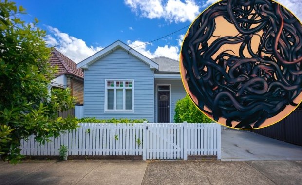 102 jadowite węże na posesji. "Koszmar", "nigdy nie wyjdę z domu"