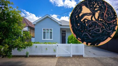 102 jadowite węże na posesji. "Koszmar", "nigdy nie wyjdę z domu"