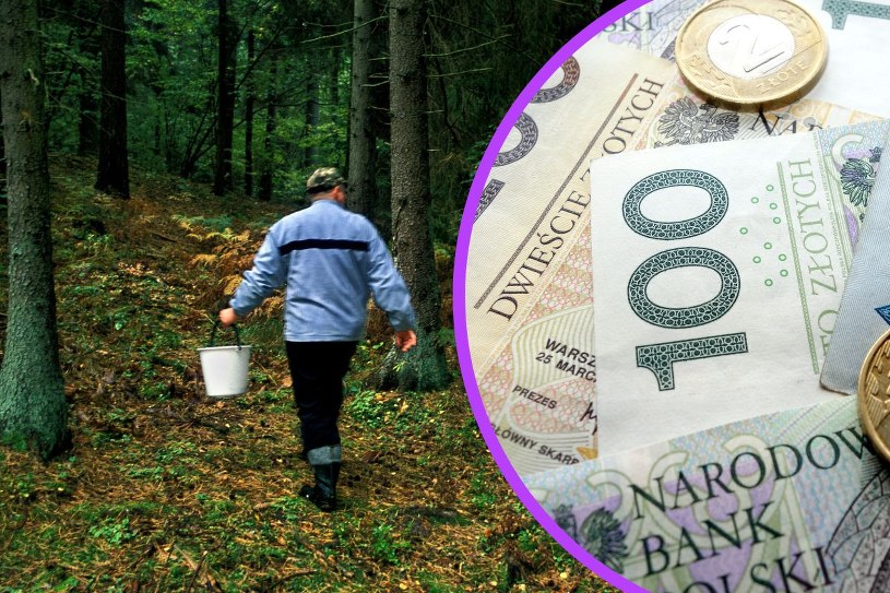 11 sierpnia wybierz się do lasu. Pieniądze same do ciebie przyjdą 