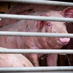 11 świń utonęło w zbiorniku. Wypadek w gospodarstwie