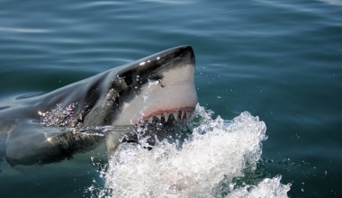 12-letni chłopiec w stanie krytycznym. Zaatakował bardzo duży rekin