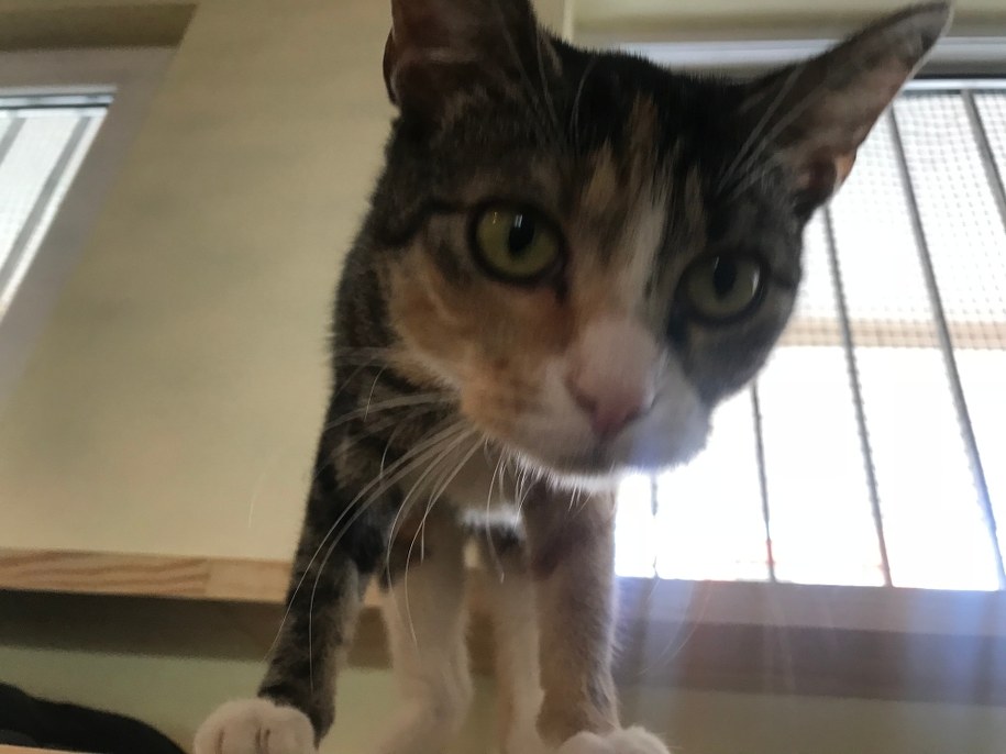 12-letnia Adelka /Michał Dobrołowicz /RMF FM