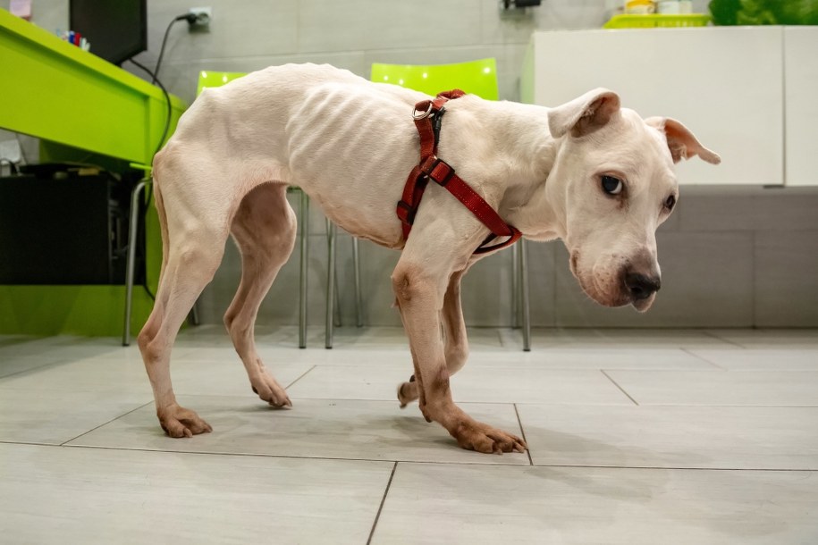 12-letnia suczka amstaffa Luna jest pod opieką jednej z łódzkich lecznic weterynaryjnych /	Grzegorz Michałowski   /PAP