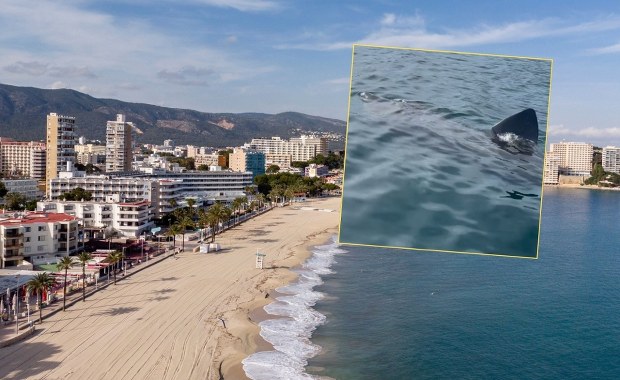 ​12-metrowy rekin tuż przy plaży kurortu. Polacy jeżdżą tam na wakacje 