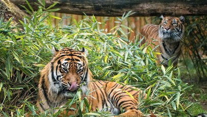 12 tys. zwierząt, niemal 2 mln gości rocznie. Wrocławskie ZOO ma już 155 lat!