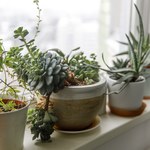 13 roślin, których lepiej nie uprawiać w mieszkaniu. Są piękne i trujące