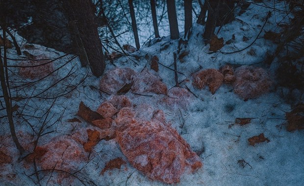 130 kilogramów mięsa w leśnym potoku. "Głupota i ignorancja"