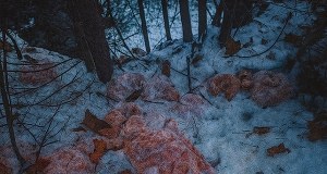 130 kilogramów mięsa w leśnym potoku. "Głupota i ignorancja"