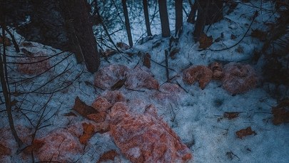 130 kilogramów mięsa w leśnym potoku. "Głupota i ignorancja"