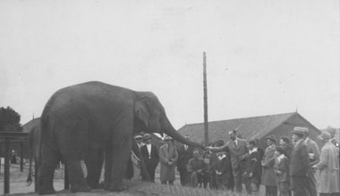 14 czerwca 1927 r. Miejski Ogród Zoologiczny w Warszawie