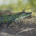 14-latek dręczył małego aligatora. Wszystko nagrała kamera