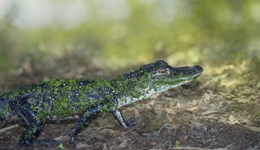 14-latek dręczył małego aligatora. Wszystko nagrała kamera