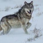 tytuł filmu reż.M.Piestrak