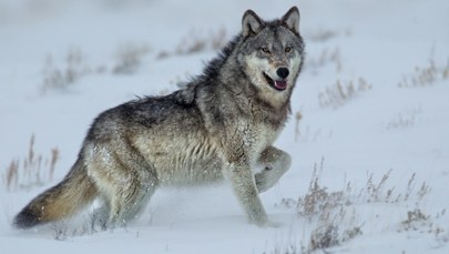 1478F nie żyje. Kto zastrzelił najsłynniejszą wilczycę Yellowstone?