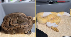 148 pytonów królewskich w mieszkaniu w Krakowie. Jeden uciekł na klatkę schodową