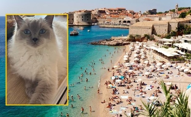 ​15 godzin w zderzaku, 1000 km od domu. Niesamowita historia kotki z Olkusza