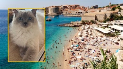 ​15 godzin w zderzaku, 1000 km od domu. Niesamowita historia kotki z Olkusza