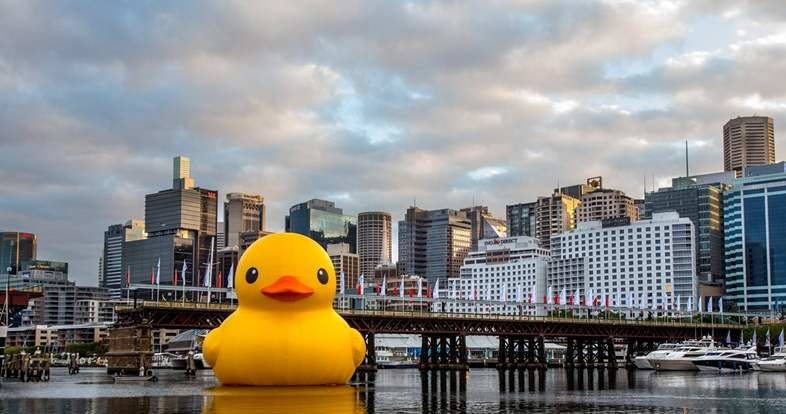 15-metrowa kaczka jak gdyby nigdy nic wpłynęła do portu w Sydney /YouTube