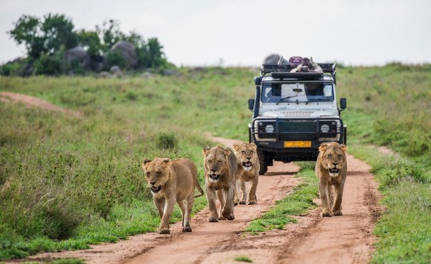 15 minut horroru. Mężczyzna pożarty przez stado lwów w czasie safari