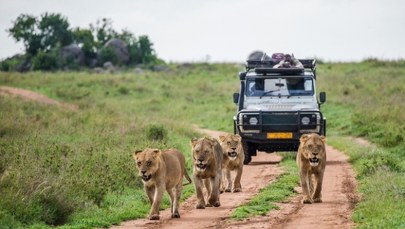 15 minut horroru. Mężczyzna pożarty przez stado lwów w czasie safari