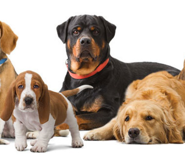 15 najdłużej żyjących ras psów