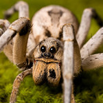 15 niesamowitych faktów o pająkach