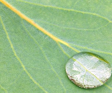 15 ziół, które zwalczą problemy z górnymi drogami oddechowym