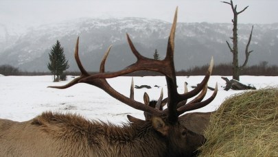 150 lat temu car Aleksander sprzedał Amerykanom Alaskę