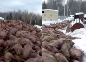 1500 świń zginęło w pożarze. Zatruły się gazem na rosyjskiej farmie
