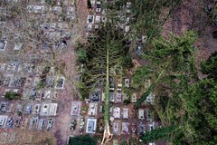 151 drzew powalonych przez wichurę na Cmentarzu Centralnym w Szczecinie