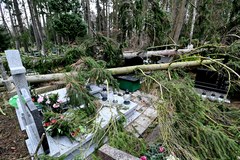 151 drzew powalonych przez wichurę na Cmentarzu Centralnym w Szczecinie