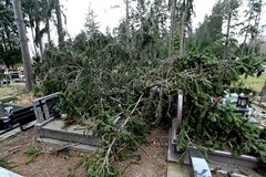 151 drzew powalonych przez wichurę na Cmentarzu Centralnym w Szczecinie