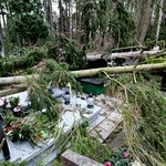 151 drzew powalonych przez wichurę na Cmentarzu Centralnym w Szczecinie 