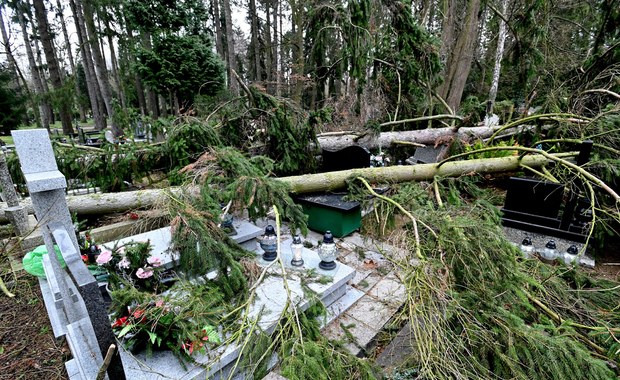 151 drzew powalonych przez wichurę na Cmentarzu Centralnym w Szczecinie 