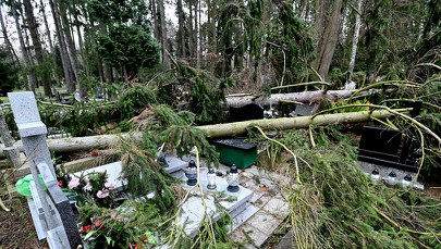 151 drzew powalonych przez wichurę na Cmentarzu Centralnym w Szczecinie 